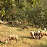 Quinta De S. Cipriano Nyaraló