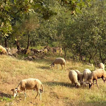 Quinta De S. Cipriano Dom wakacyjny