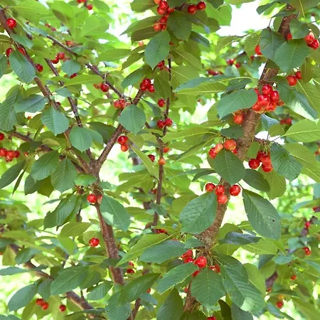 Dom wakacyjny Quinta De S. Cipriano