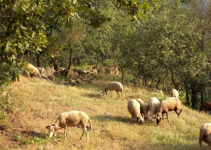 Quinta De S. Cipriano Hébergement de vacances