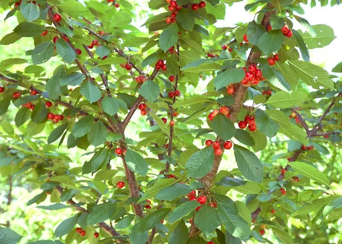 Feriehus Quinta De S. Cipriano